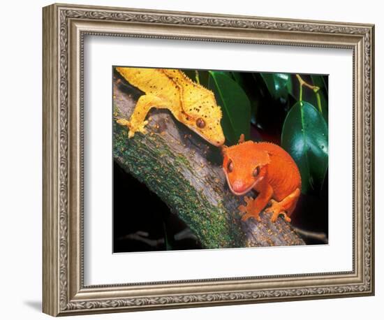 New Caledonia Crested Gecko, Native to New Caledonia-David Northcott-Framed Photographic Print