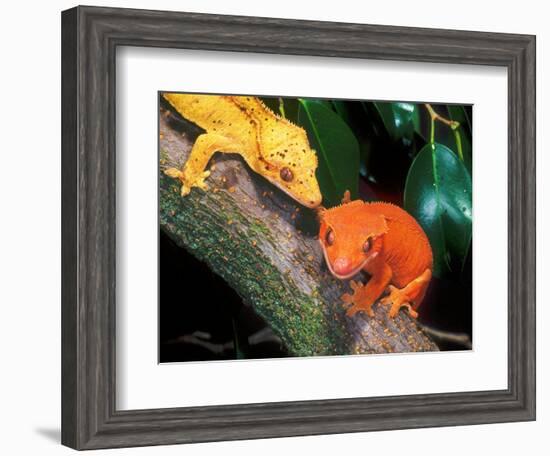 New Caledonia Crested Gecko, Native to New Caledonia-David Northcott-Framed Photographic Print