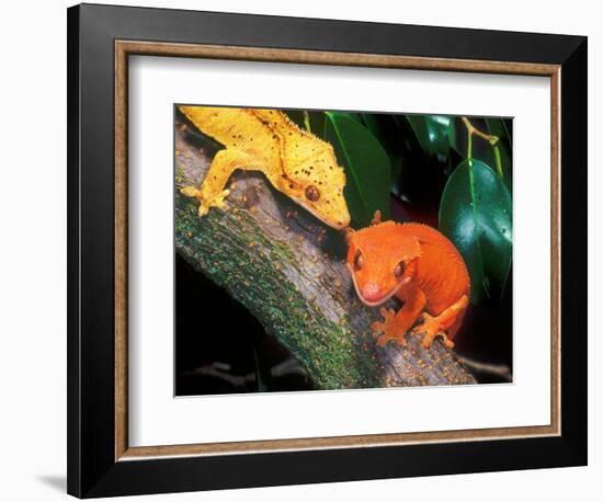 New Caledonia Crested Gecko, Native to New Caledonia-David Northcott-Framed Photographic Print