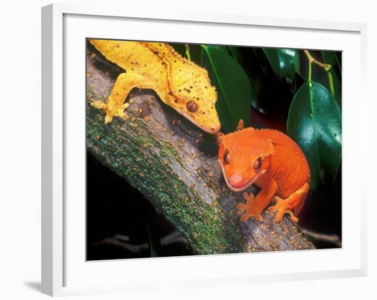 New Caledonia Crested Gecko, Native to New Caledonia-David Northcott-Framed Photographic Print