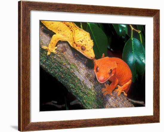 New Caledonia Crested Gecko, Native to New Caledonia-David Northcott-Framed Photographic Print