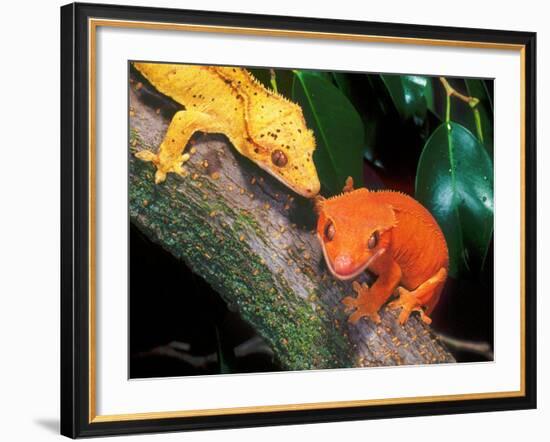 New Caledonia Crested Gecko, Native to New Caledonia-David Northcott-Framed Photographic Print