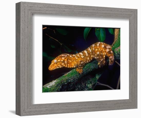 New Caledonia Giant Gecko, Native to New Caledonia-David Northcott-Framed Photographic Print