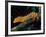 New Caledonia Giant Gecko, Native to New Caledonia-David Northcott-Framed Photographic Print