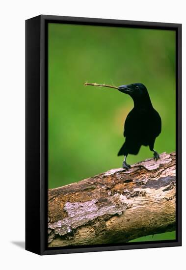 New Caledonian Crow Using Tool to Dislodge Worms-null-Framed Premier Image Canvas