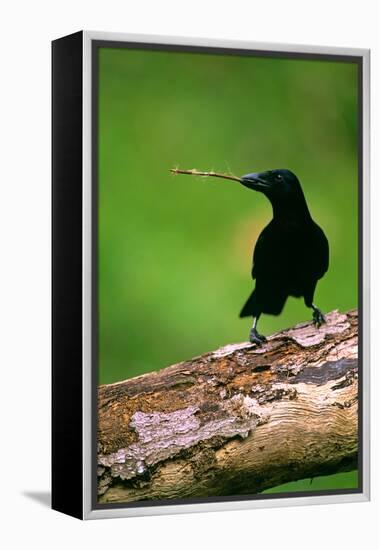New Caledonian Crow Using Tool to Dislodge Worms-null-Framed Premier Image Canvas