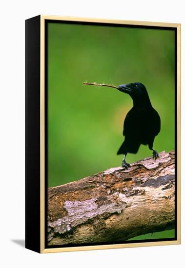 New Caledonian Crow Using Tool to Dislodge Worms-null-Framed Premier Image Canvas