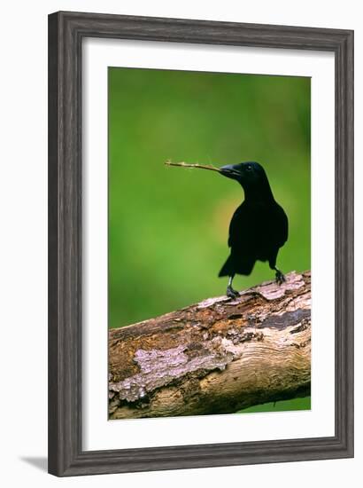 New Caledonian Crow Using Tool to Dislodge Worms-null-Framed Photographic Print