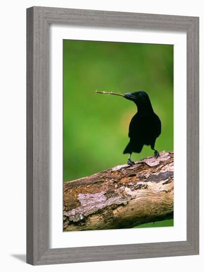 New Caledonian Crow Using Tool to Dislodge Worms-null-Framed Photographic Print