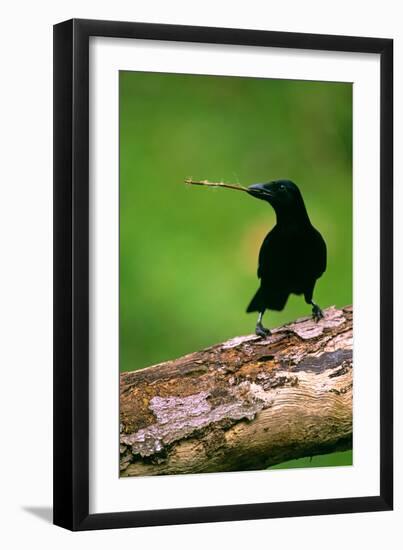 New Caledonian Crow Using Tool to Dislodge Worms-null-Framed Photographic Print