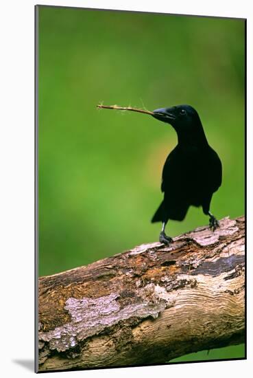 New Caledonian Crow Using Tool to Dislodge Worms-null-Mounted Photographic Print