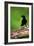 New Caledonian Crow Using Tool to Dislodge Worms-null-Framed Photographic Print