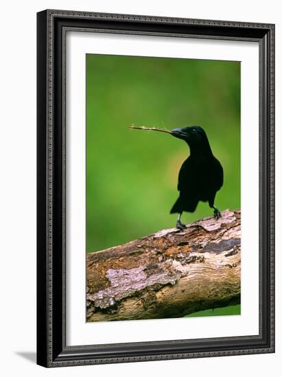 New Caledonian Crow Using Tool to Dislodge Worms-null-Framed Photographic Print