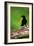 New Caledonian Crow Using Tool to Dislodge Worms-null-Framed Photographic Print