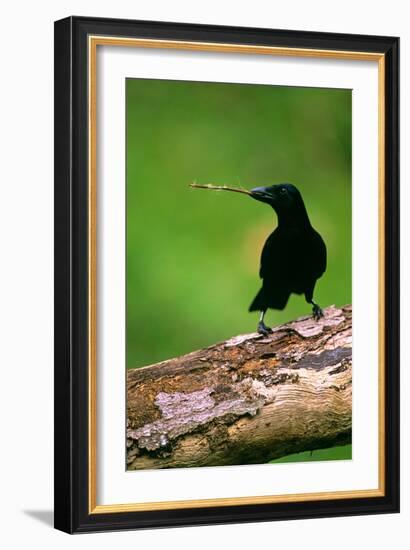 New Caledonian Crow Using Tool to Dislodge Worms-null-Framed Photographic Print