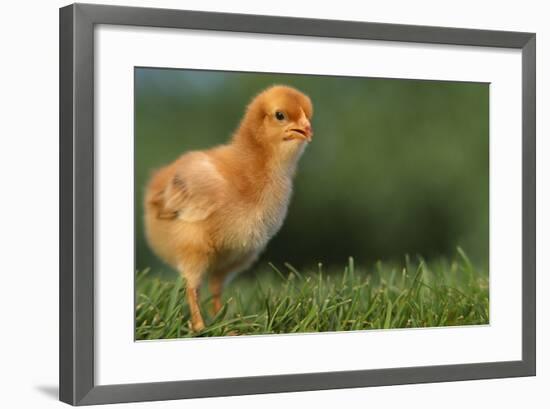 New Chick-DLILLC-Framed Photographic Print