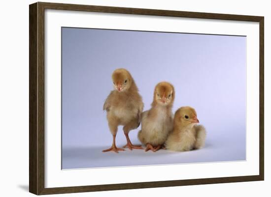 New Chicks-DLILLC-Framed Photographic Print