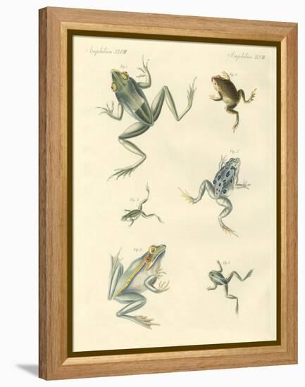 New-Discovered Frogs and Toads-null-Framed Premier Image Canvas