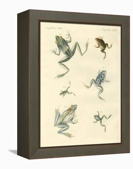 New-Discovered Frogs and Toads-null-Framed Premier Image Canvas