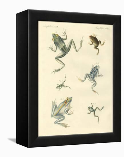 New-Discovered Frogs and Toads-null-Framed Premier Image Canvas