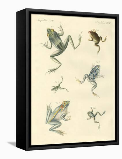 New-Discovered Frogs and Toads-null-Framed Premier Image Canvas