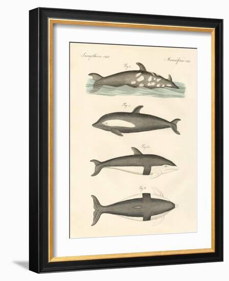 New Dolphins-null-Framed Giclee Print