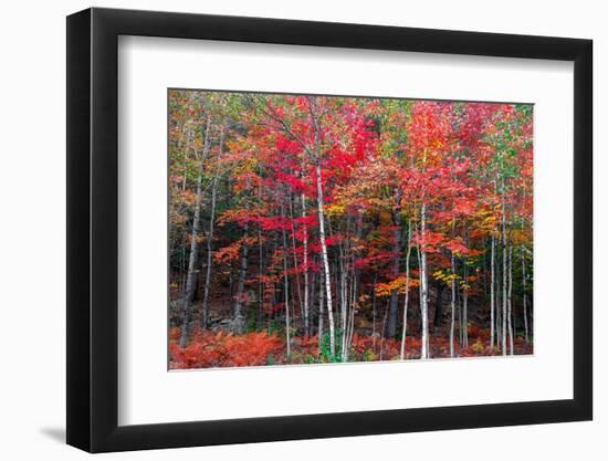 New England autumn-Marco Carmassi-Framed Photographic Print