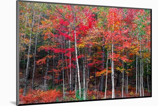 New England autumn-Marco Carmassi-Mounted Photographic Print