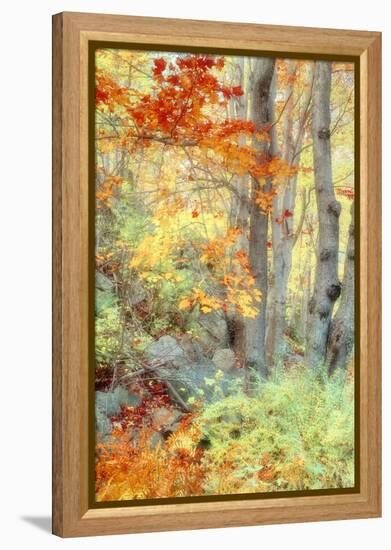 New England Fall Color Impressions-Vincent James-Framed Premier Image Canvas