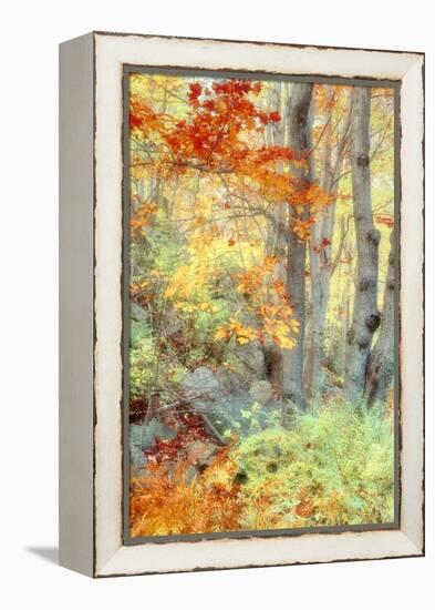 New England Fall Color Impressions-Vincent James-Framed Premier Image Canvas