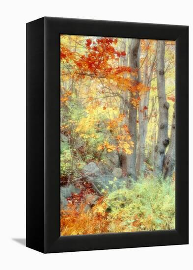 New England Fall Color Impressions-Vincent James-Framed Premier Image Canvas