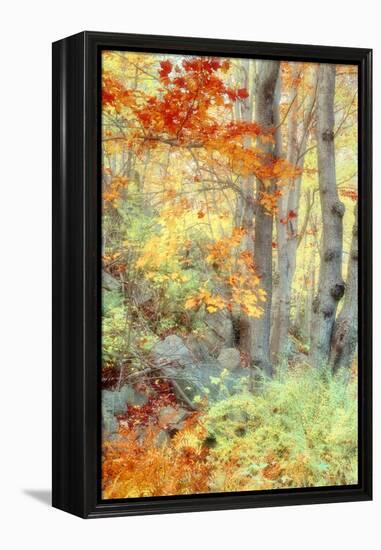 New England Fall Color Impressions-Vincent James-Framed Premier Image Canvas