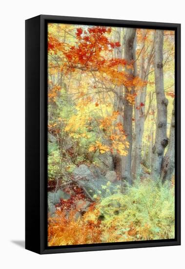 New England Fall Color Impressions-Vincent James-Framed Premier Image Canvas
