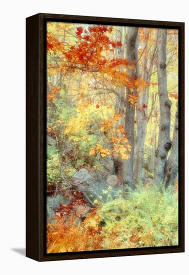 New England Fall Color Impressions-Vincent James-Framed Premier Image Canvas