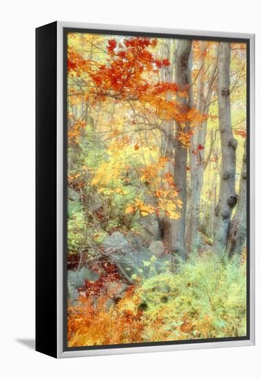 New England Fall Color Impressions-Vincent James-Framed Premier Image Canvas