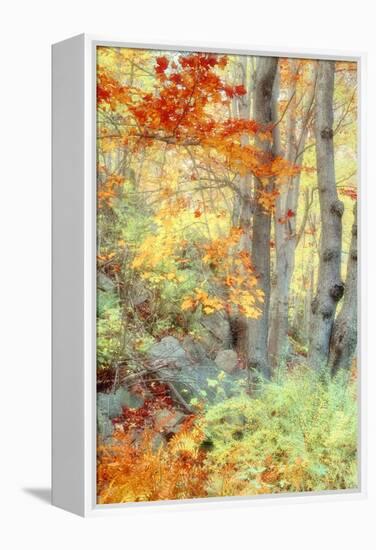 New England Fall Color Impressions-Vincent James-Framed Premier Image Canvas