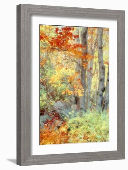 New England Fall Color Impressions-Vincent James-Framed Photographic Print