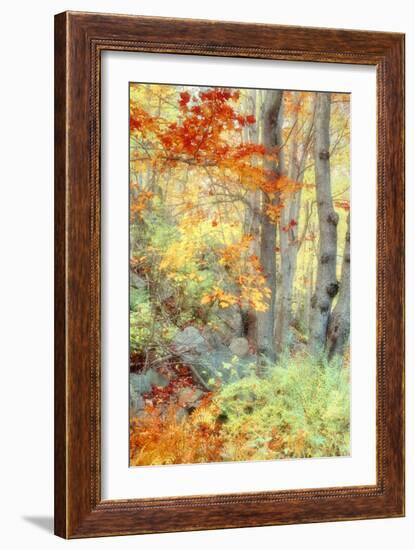 New England Fall Color Impressions-Vincent James-Framed Photographic Print