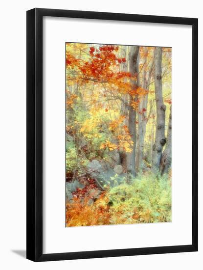 New England Fall Color Impressions-Vincent James-Framed Photographic Print