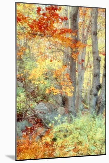 New England Fall Color Impressions-Vincent James-Mounted Photographic Print