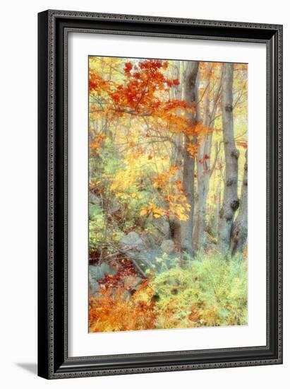 New England Fall Color Impressions-Vincent James-Framed Photographic Print