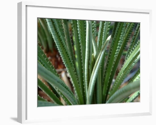 New Fern Growth, Florida, USA-Lisa S. Engelbrecht-Framed Photographic Print