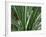 New Fern Growth, Florida, USA-Lisa S. Engelbrecht-Framed Photographic Print