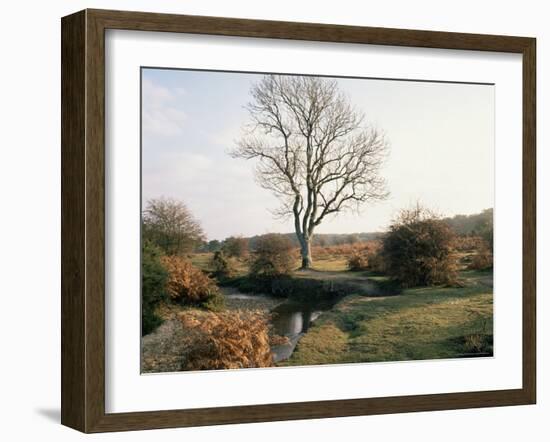 New Forest, Hampshire, England, United Kingdom-Roy Rainford-Framed Photographic Print