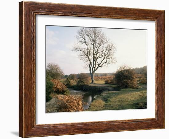 New Forest, Hampshire, England, United Kingdom-Roy Rainford-Framed Photographic Print