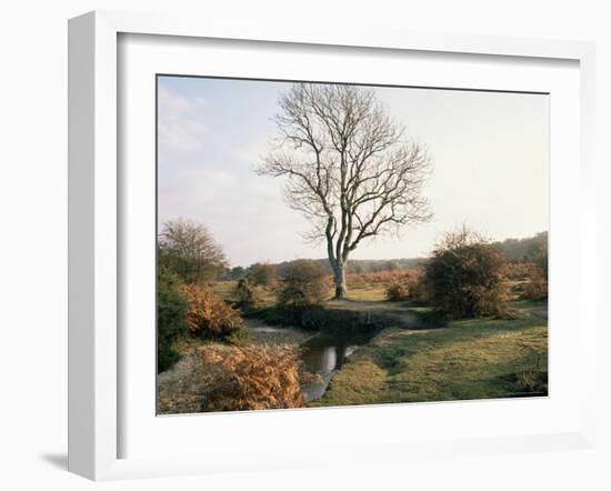New Forest, Hampshire, England, United Kingdom-Roy Rainford-Framed Photographic Print