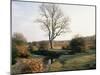 New Forest, Hampshire, England, United Kingdom-Roy Rainford-Mounted Photographic Print