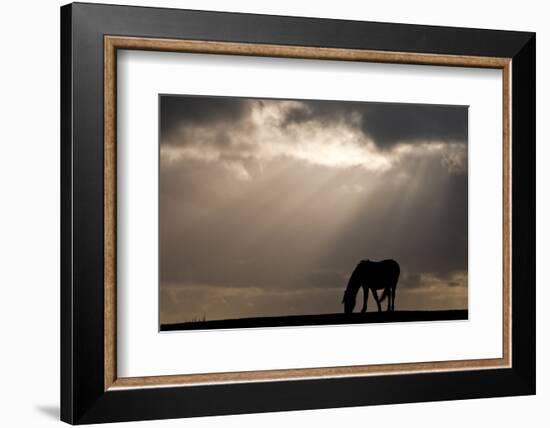 New Forest pony near Bratley View, New Forest, Hampshire, UK-Ross Hoddinott-Framed Photographic Print