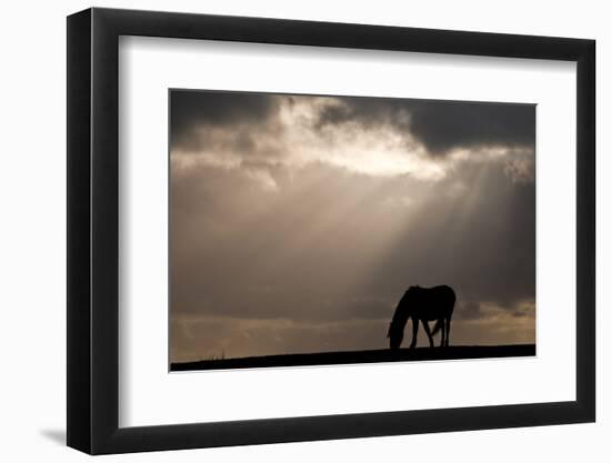 New Forest pony near Bratley View, New Forest, Hampshire, UK-Ross Hoddinott-Framed Photographic Print