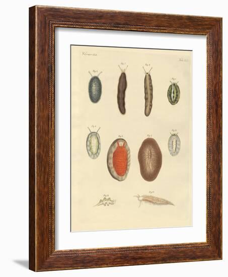 New-Foundes Worms-null-Framed Giclee Print